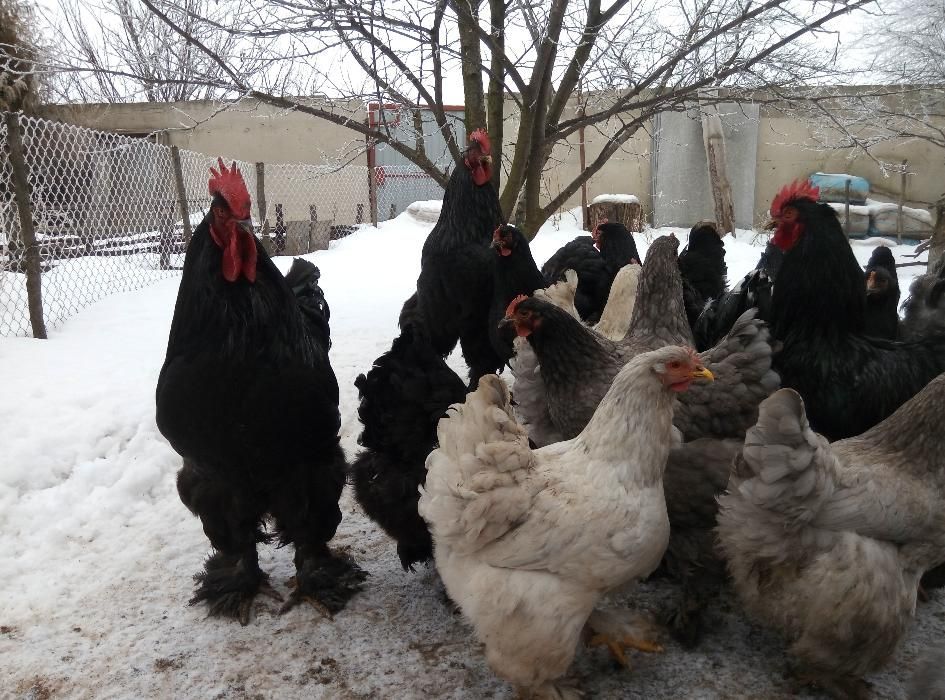 Кохінхіни кури та курчата