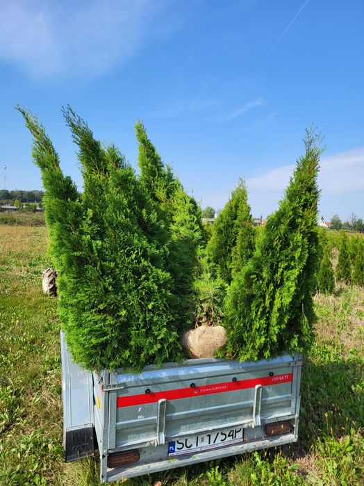 Tuja thuja Danica piękna naturalnie rosnąca kula śr 35-40cm transport