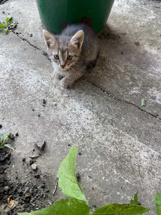 Котики трьох місячні