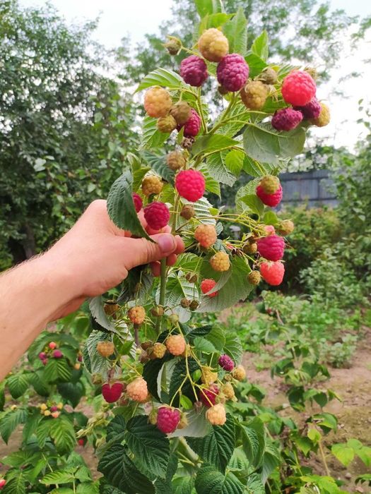 Саженцы клубники 25 сортов — от производителя, опт/розница