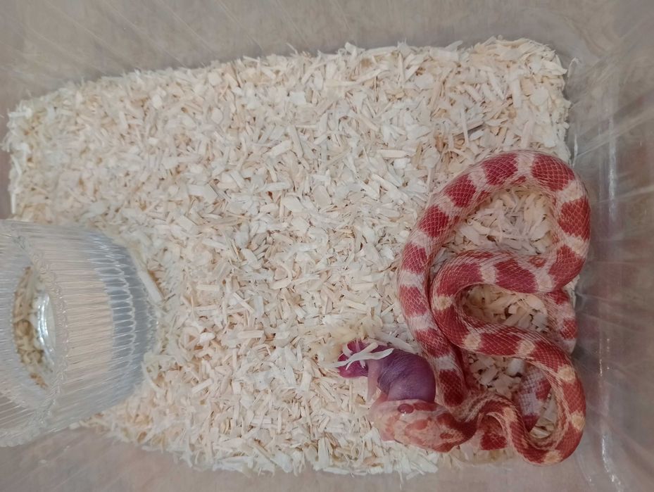 Wąż zbożowy nr 19. Albino, SAMIEC - sklep terrarystyczny ANIMALE