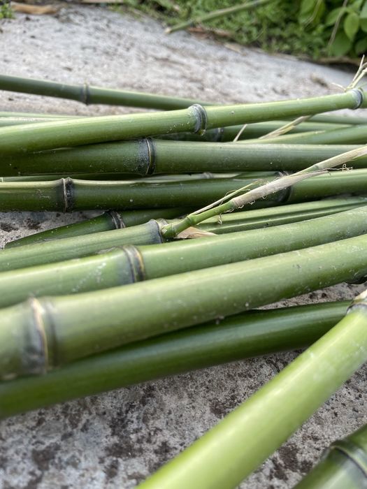 Bambus Phyllostachys bissetti bisseta bisseti
