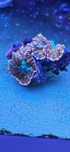 rhodactis orange