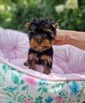 Yorkshire Terrier York FCI ZKwP Piesek