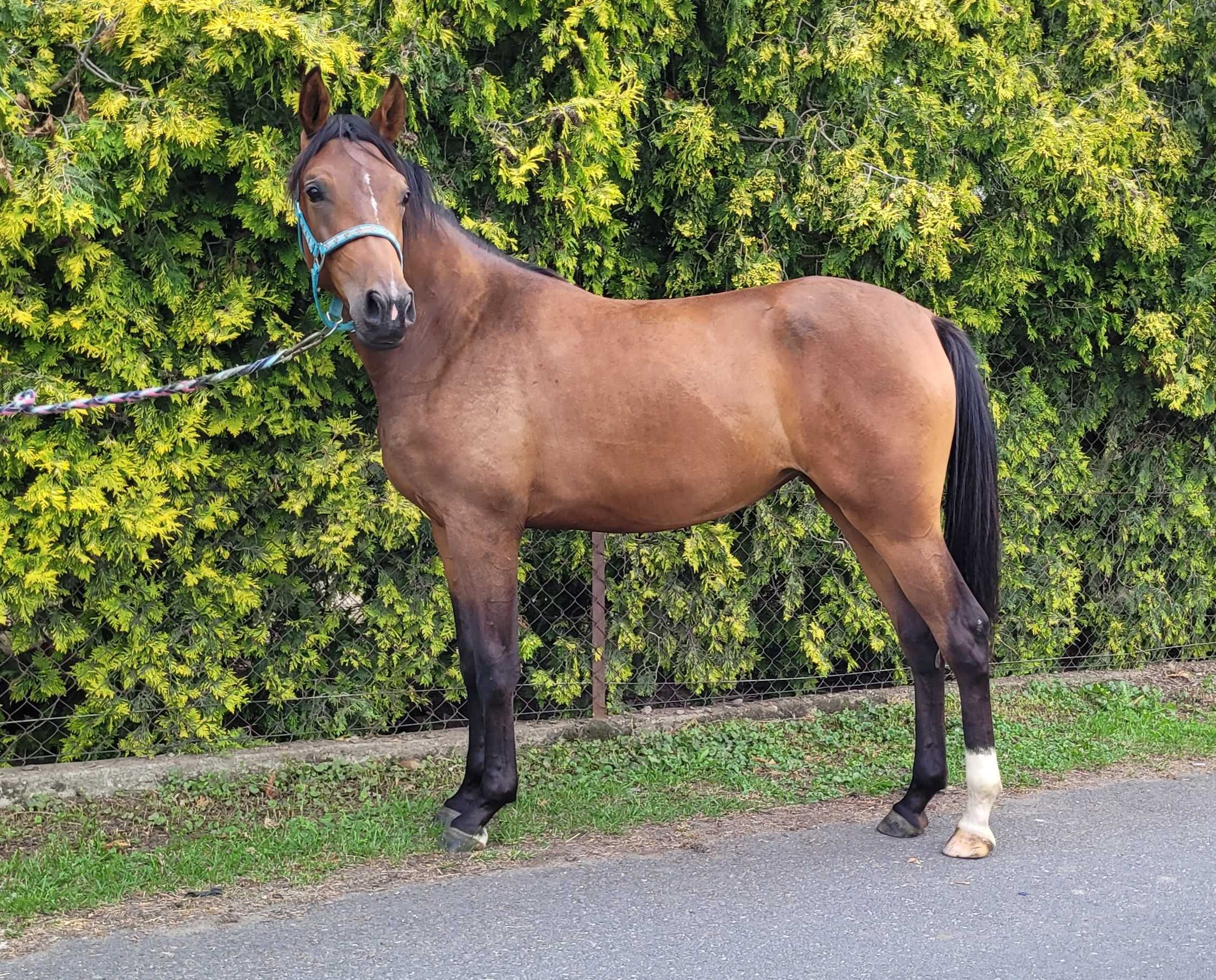 Roczna klaczka po Quanan Rouge
