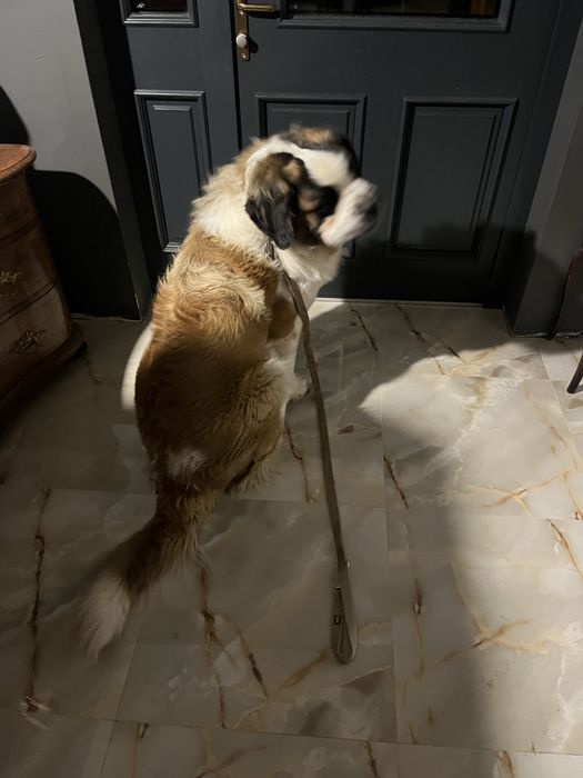 Bernardyn samiec roczny