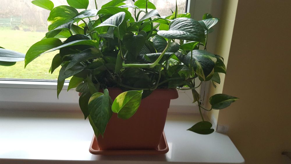 pnący kwiat doniczkowy - okaz  3 letni- epipremnum złociste