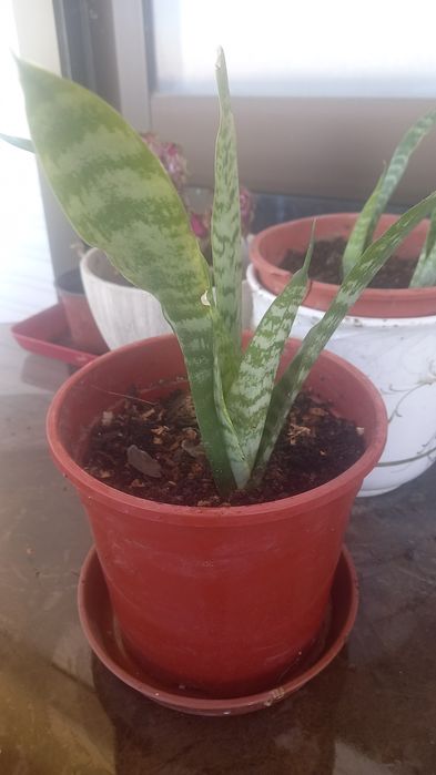 Plantas naturais interior e exterior