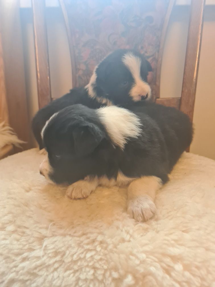 Border collie szczeniak