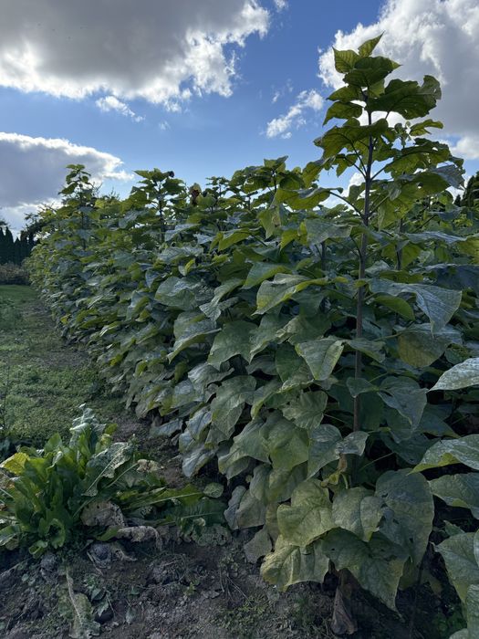 Katalpa podkładka do szczepienia, catalpa surmia 150 - 300 cm +