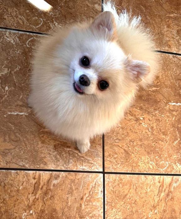 Szpic miniaturowy-pies