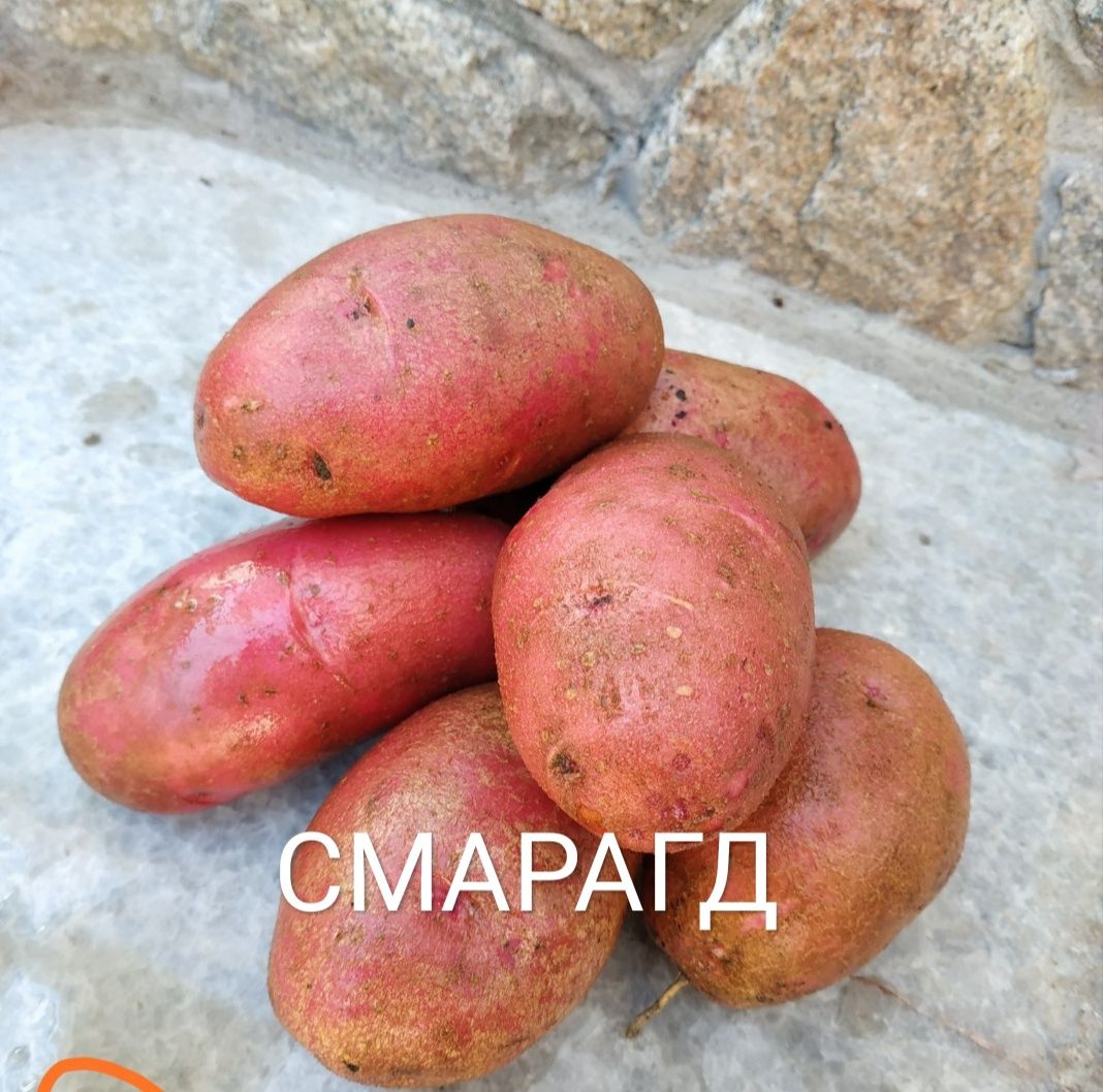 Семенной картофель