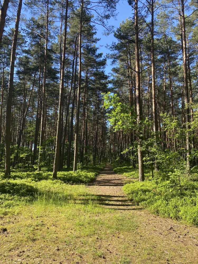 Urle - letnisko do wynajęcia nad rzeką Liwiec