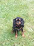 Cavalier King Charles spaniel suczka z rodowodem SWKIPR