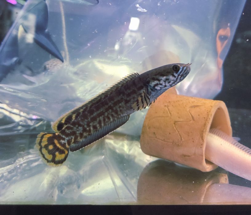 Channa bleheri (wężogłów)