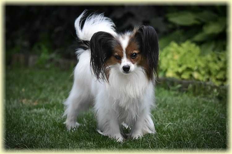 Spaniel kontynentalny miniaturowy papillon ZKwP/FCI