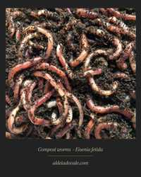 Minhocas de compostagem ( eisenia fetida) - Compost worms