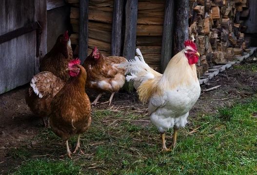 Młode Kurki Nioski Prosto z Hodowli – Sprawdź Naszą Ofertę!