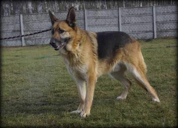 Diego - spokojny psiak w typie owczarka szuka domu