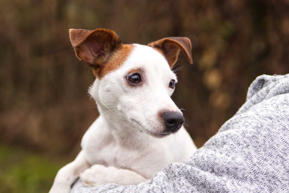 jack russell terier DO ADOPCJI!