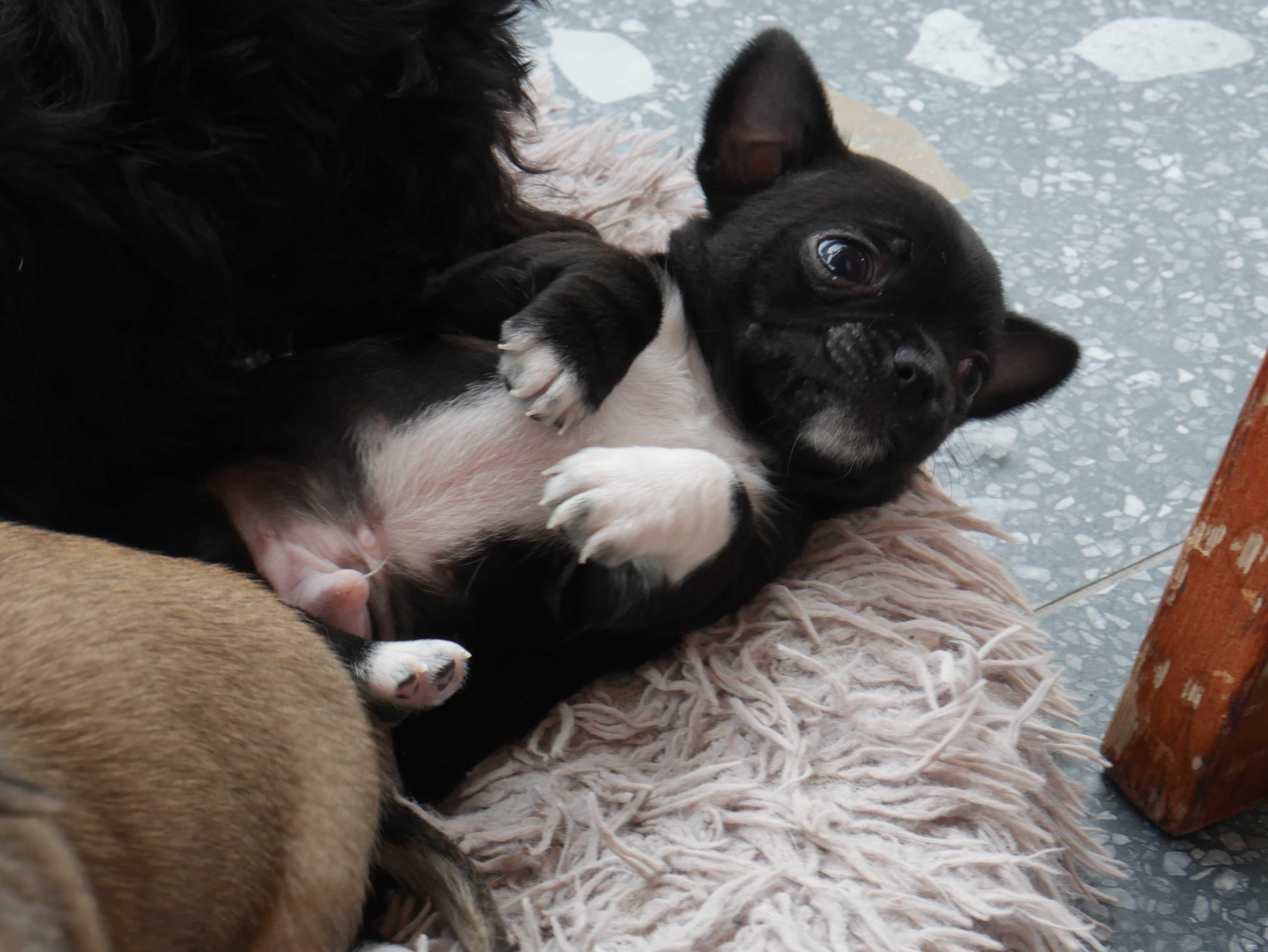 Chihuahua -mikro XXS