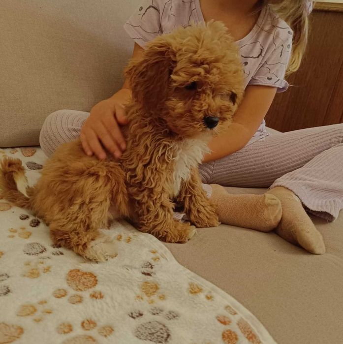 Maltipoo cudne misie :)