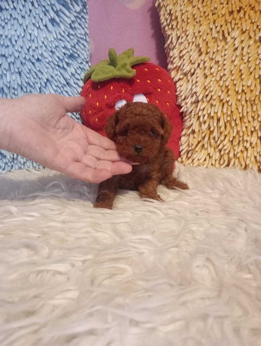 PUDEL- teacup toy xxs bardzo malutka suczka.