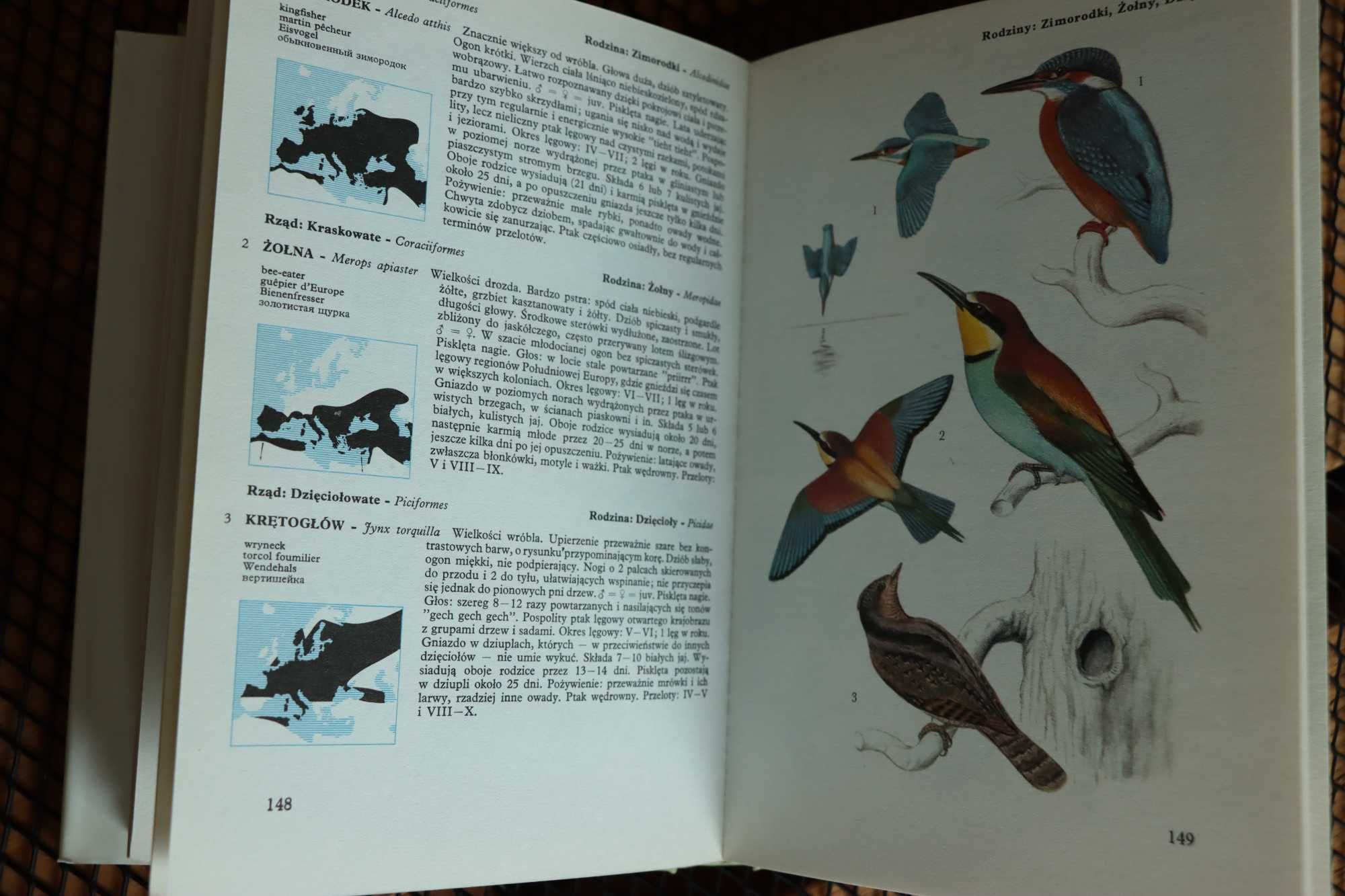 Jaki to ptak atlas książka przyroda D.Aichele, W.Cerny