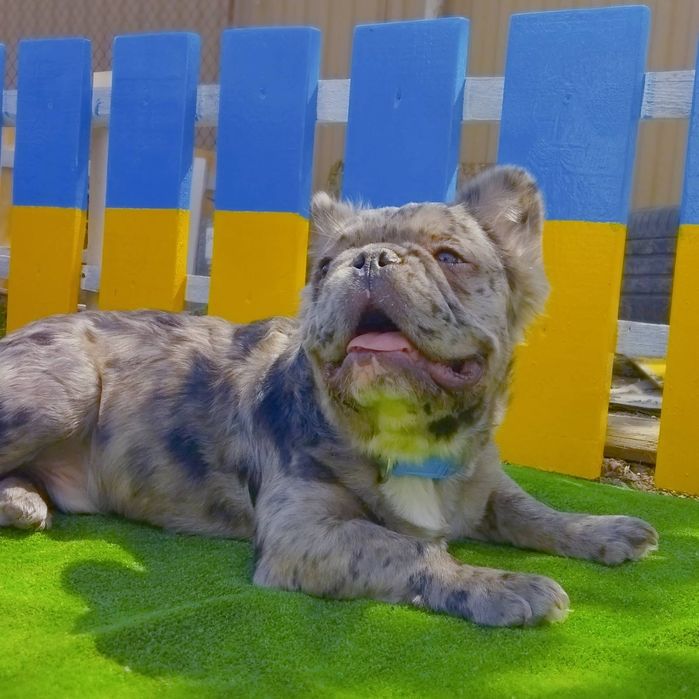 В'язка флаффі з тестами