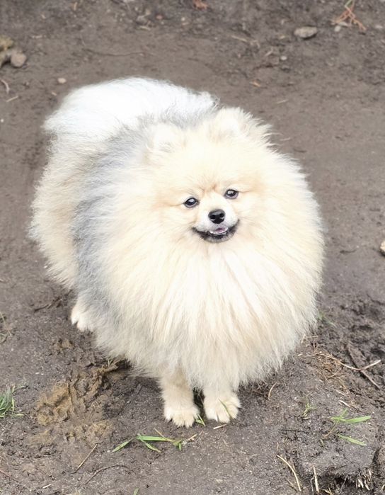 Pomeranian szpic miniaturowy zkwp FCI