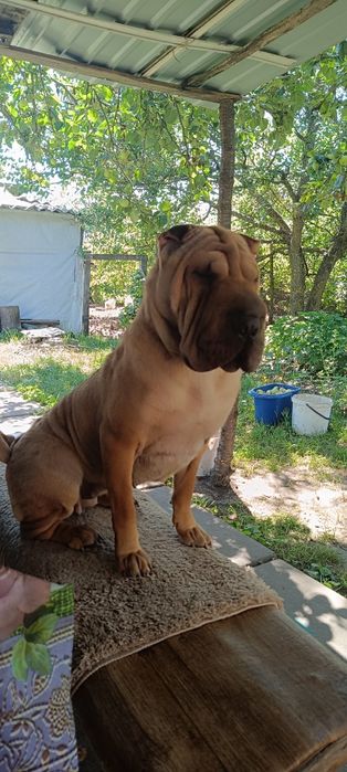 Отдам в хорошие руки девочку шарпея с документами чипирована