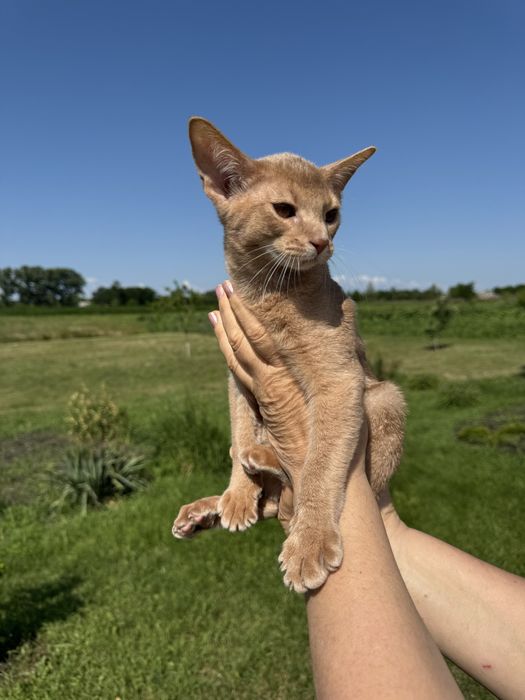 Абіссинський котик, окрасу фавн