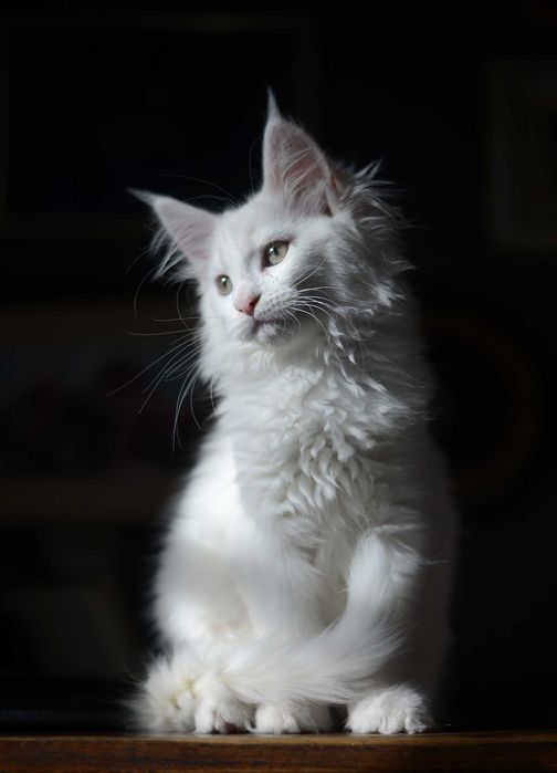 Maine coon, Panna na wydaniu ;) po Championie/Interchampionie
