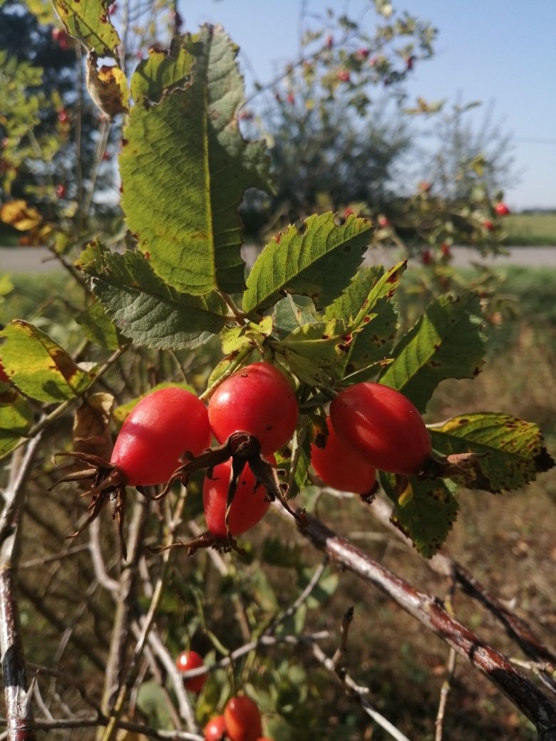 Syrop z owocu dzikiej róży