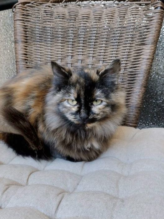 Шикарна кішечка 4-5 міс малишка