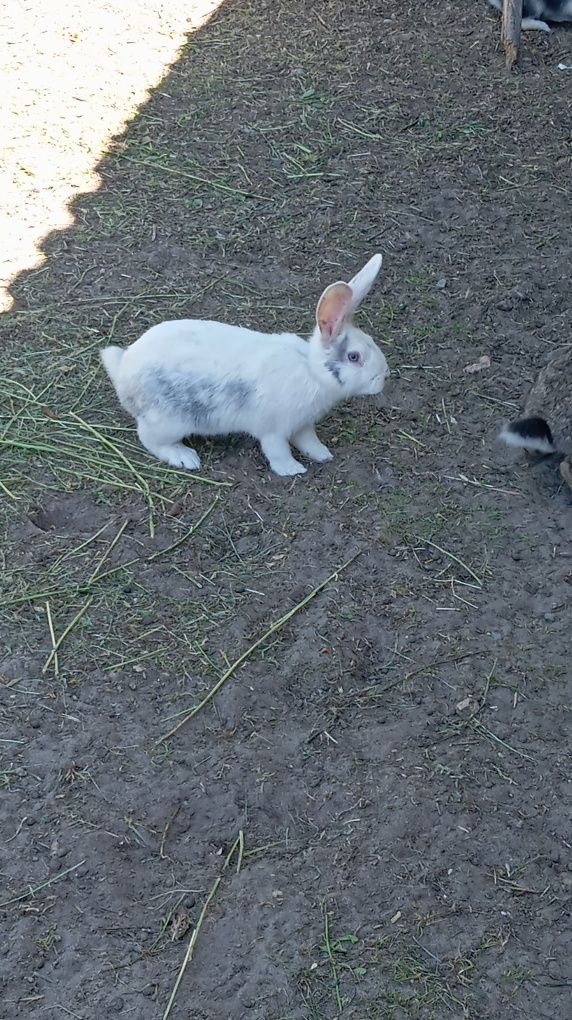 Sprzedam młode króliki białouchy