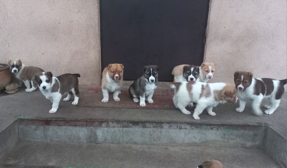 Щенки алабая (бронь)