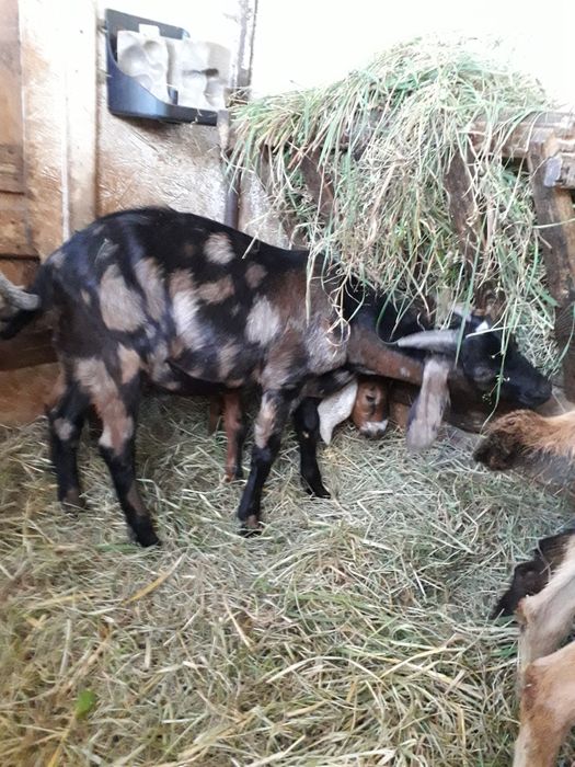 Koziołki anglonubijskie i la Manche