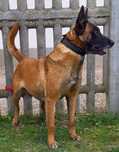 Owczarki belgijski malinois