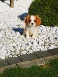 Cawalier King Charles spaniel suczka do rezerwacji badania genetyczne