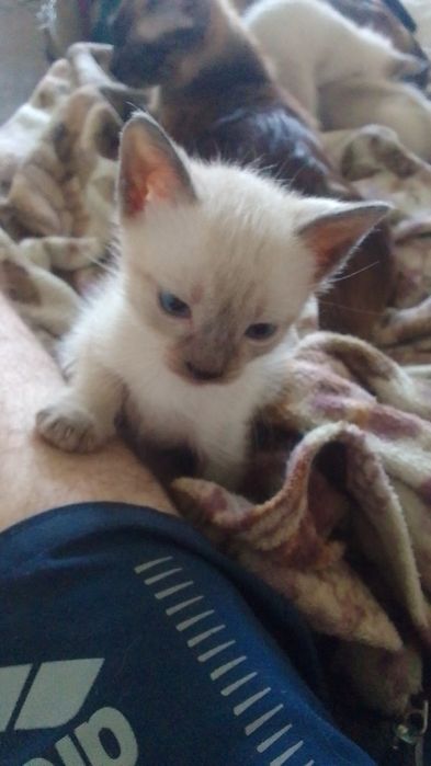 сіамські кошенята