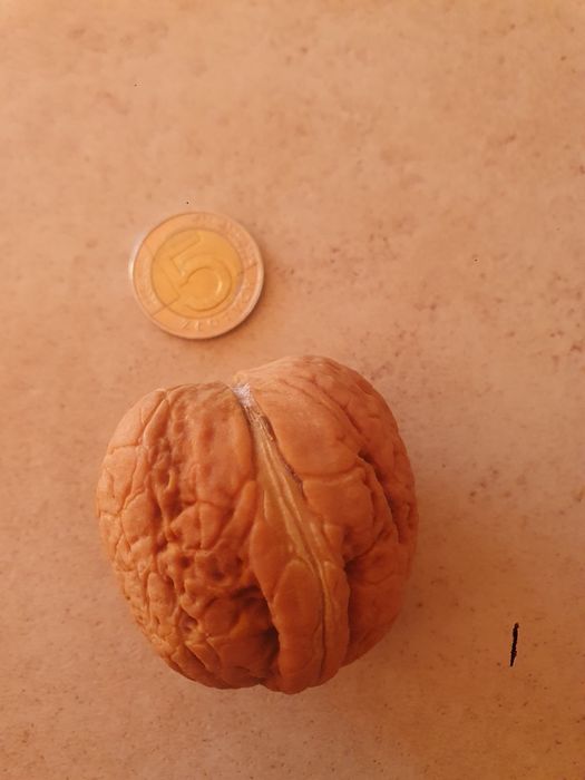 Orzechy jacki świeże 2 kg