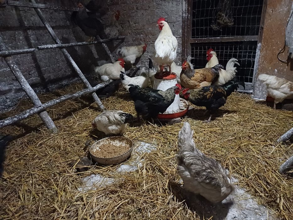 Koguty niosek młode