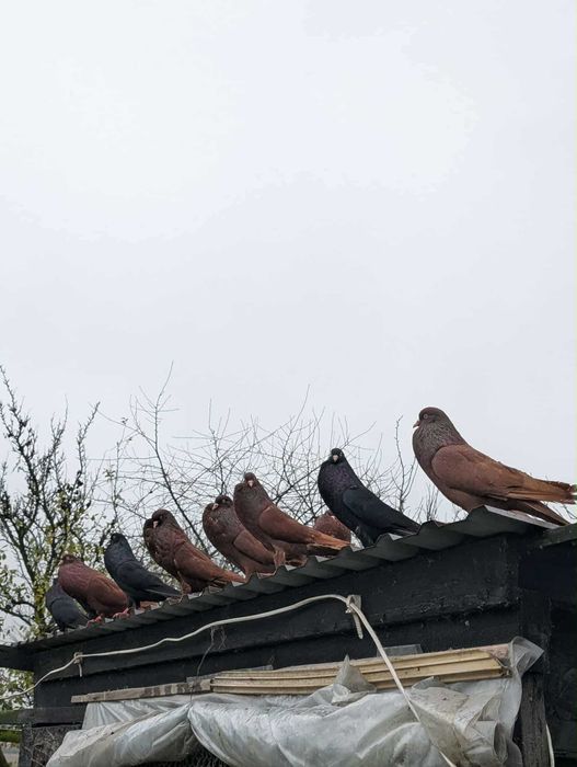 Gołębie Stawaki/Sztaficery