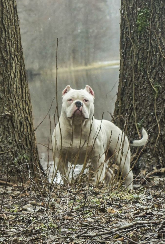 American Bully Szczeniak Abkc