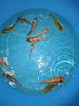 Carpas koi (várias cores)