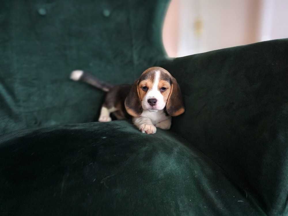 BEAGLE-mniejszy w typie, ZKwP,doskonały rodowód, mniejsza