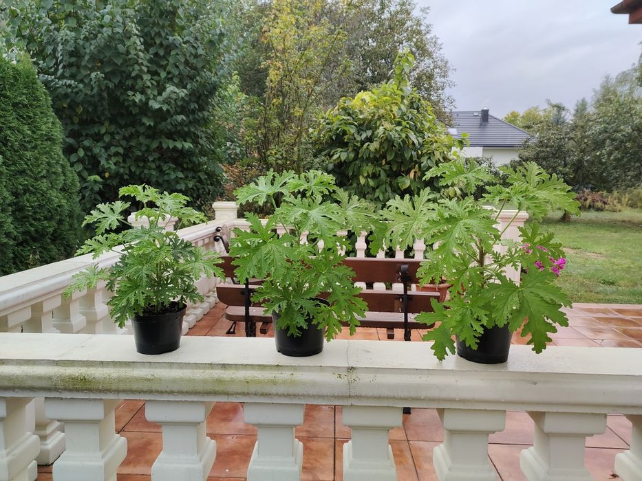 Geranium Anginka Anginowiec zestaw x2