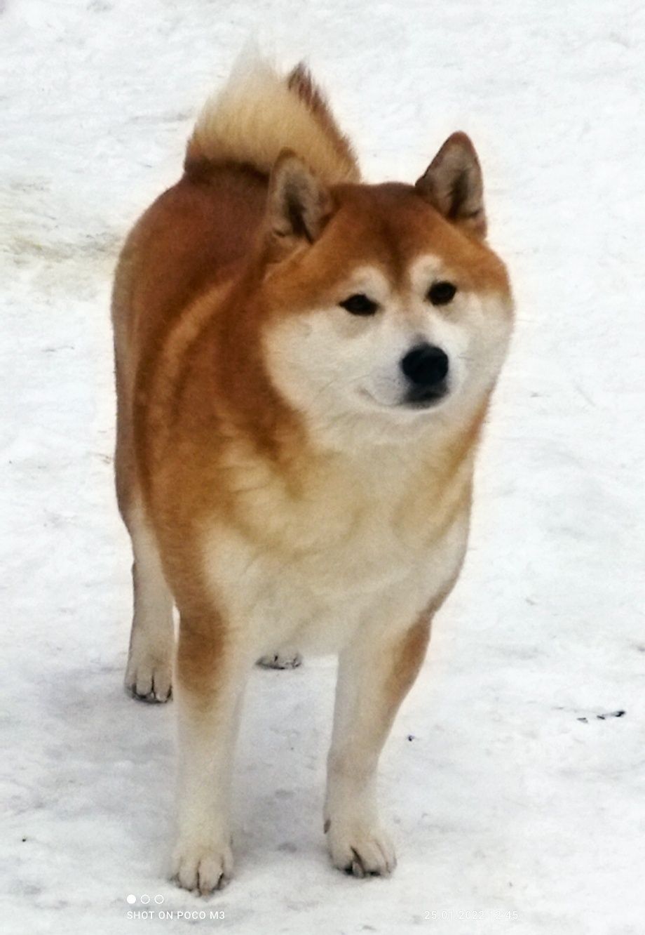 Открыт для вязок кобель Shiba iny.Родословная FCI,UKU.