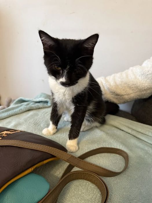 Młoda kotka szuka dobrego domu